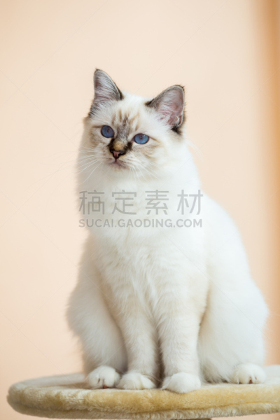 猫,茶色,灵性,室内,垂直画幅,正面视角,美,褐色,缅甸,俄罗斯人
