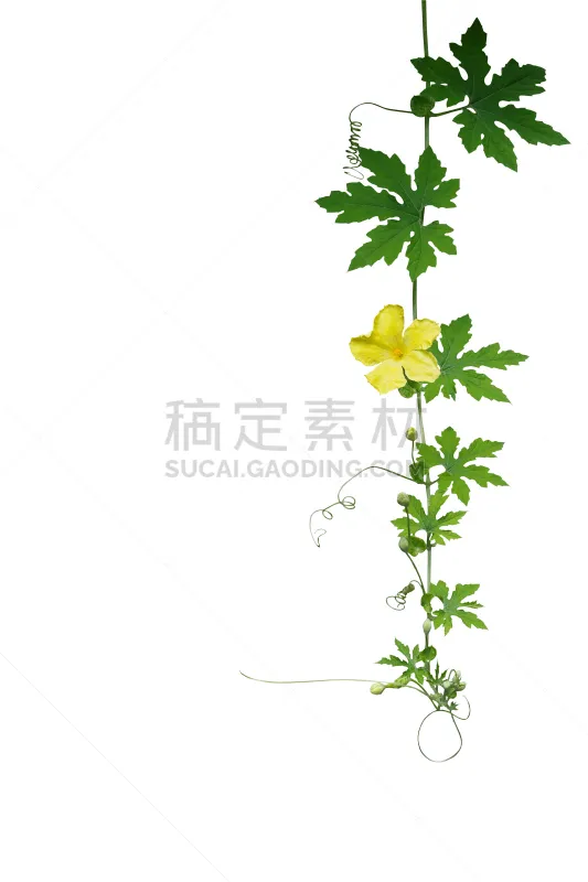 卷须 叶子 有蔓植物 绿色 白色背景 背景分离 黄色 苦瓜 攀登 花图片素材下载 稿定素材 卷须 叶子 有蔓植物 绿色 白色背景 背景分离 黄色 苦瓜 攀登 花图片素材下载 稿定素材