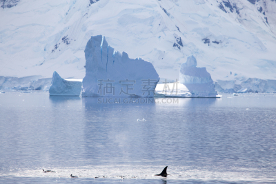 冰河,逆戟鲸,冰山,前面,水,天空,水平画幅,威德尔海,雪,户外