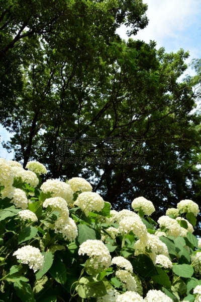 八仙花属,相模原,雨季,垂直画幅,美,六月,里山,枝繁叶茂,纯净,东亚