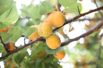 水果,日本,杏,农业,盐渍食品,清新,自然界的状态,食品,熟的,成分