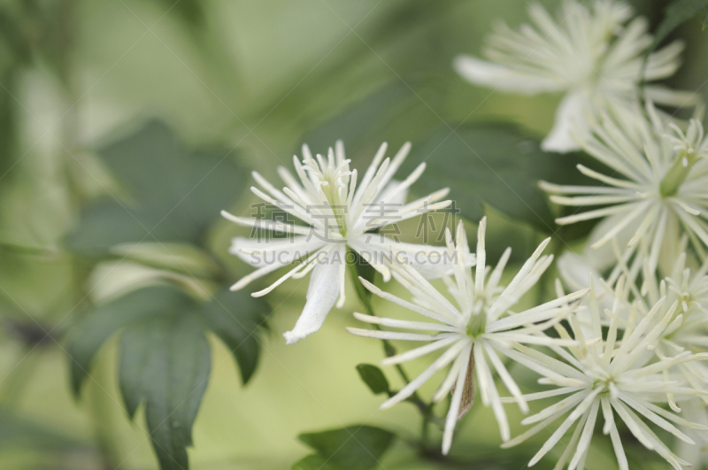 コボタンヅル flowers