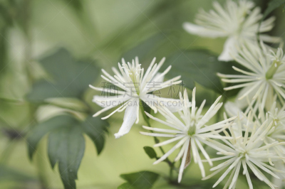コボタンヅル flowers