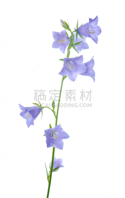 风铃草属,白色,青绿色,分离着色,自然,垂直画幅,无人,长春花属,夏天,偏远的
