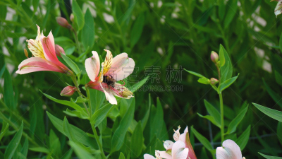 蜜蜂,自然,水平画幅,高视角,一夫多妻制,努力,特写,瑞士,蜂蜜,多样