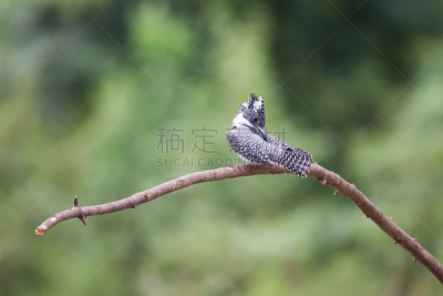 雄性动物,翠鸟,成年的,鸟冠,热带气候,泰国,黄昏,枝繁叶茂,鸟类,山地森林