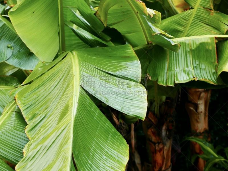 式样,形状,仙人掌,纹理效果,枝繁叶茂,色彩鲜艳,针叶,沙漠,植物,西沙尔龙舌兰