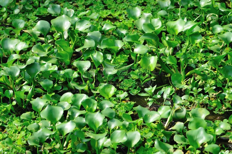 凤眼莲,池塘生物,自然,水,植物,水平画幅,绿色,池塘,无人,背景