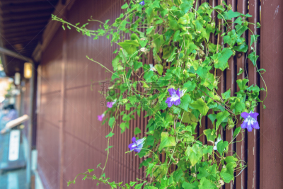 屋檐,葫芦,边框,城镇景观,水平画幅,无人,古典式,东茶屋町区,夏天,居住区
