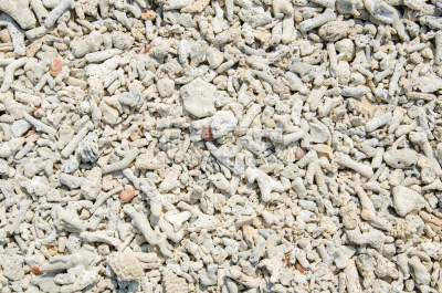 Scrap coral on beach