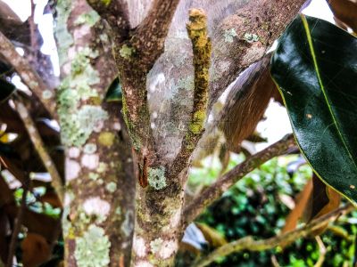 raindrops in a spiderweb