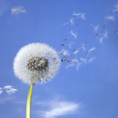 风,蒲公英,垂直画幅,天空,温带的花,留白,蒲公英种子,无人,轻的,半空中