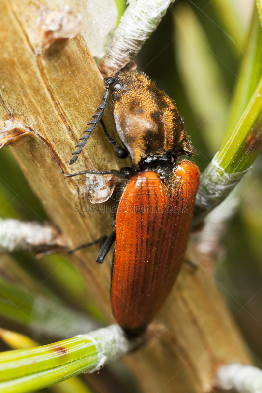 click beetle,栗树,象鼻虫,垂直画幅,正面视角,特写,彩色图片,甲虫,大特写,昆虫