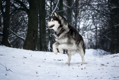 阿拉斯加雪橇犬,爱斯基摩犬,草地,猎人,水平画幅,捕猎行为,雪,户外,猎犬,犬科的