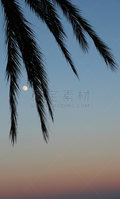月亮,棕榈树,自然,垂直画幅,天空,夜晚,无人,抽象,夏天,度假