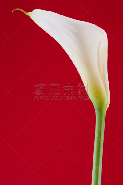 垂直画幅,马蹄莲,红色背景,一个物体,自然,美,留白,绿女神,背景分离,仅一朵花