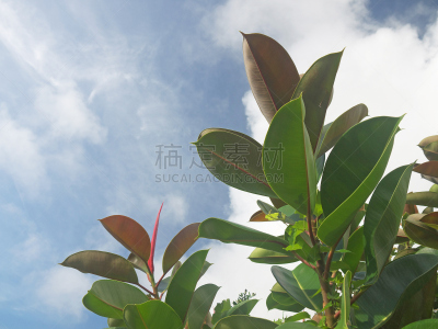 绿色,无花果树,背景,自然,天空,新的,水平画幅,无人,屋久岛,户外