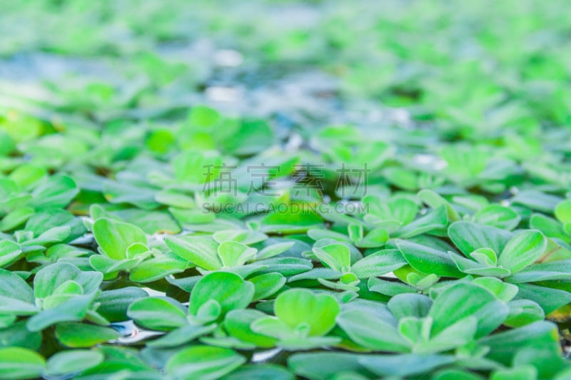 自然,菜园,水生植物,水平画幅,绿色,无人,水浮莲,自然美,莴苣