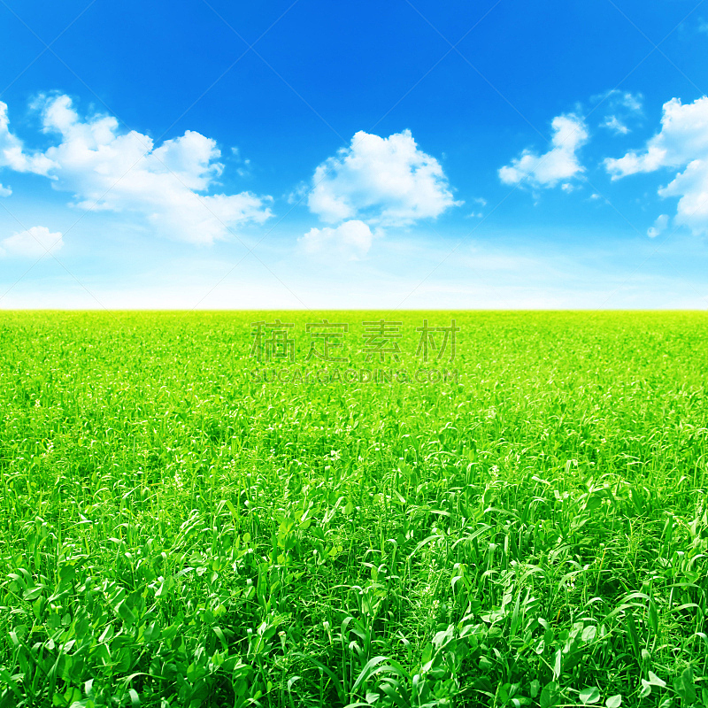 天空,田地,农业,绿色,蓝色,在下面,枝繁叶茂,无人,早晨,夏天