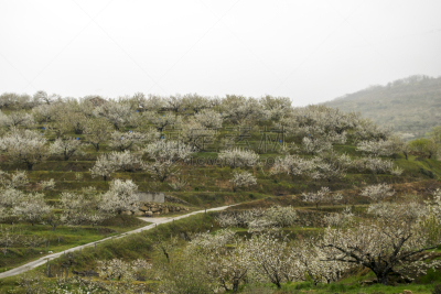 瓦莱,自然,水平画幅,地形,无人,樱桃树,户外,西班牙,春天,山