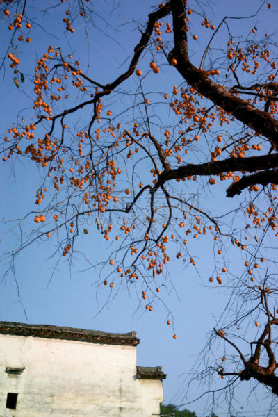 乡村,远古的,秋天,建筑檐口,安徽省,庭院,银杏树,柿子树,明朝风格,古典风格