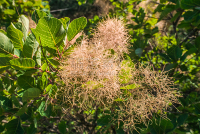 烟,自然,美,水平画幅,无人,夏天,户外,俄罗斯,植物,欧洲栌