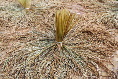 稻,特写,塔纳托拉雅,苏拉威西,水平画幅,山,巴厘岛,无人,户外,水稻梯田