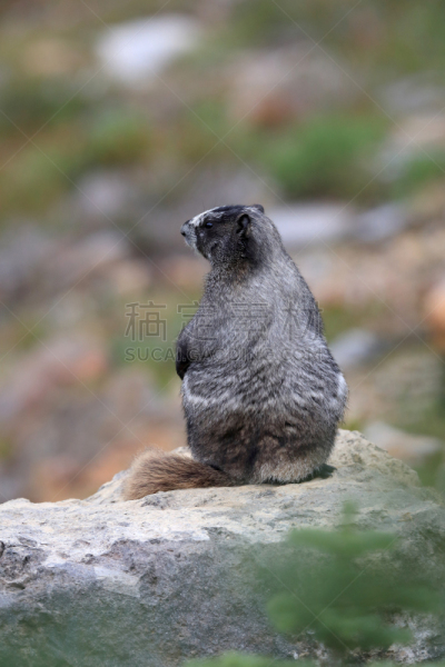 灰白旱獭,雨山国家公园,华盛顿州,华盛顿,雷尼尔雪山,冻原,羽扇豆,垂直画幅,野生动物,美国