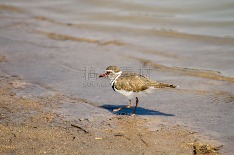 three banded plover,水边,鸻,坦桑尼亚,自然,野生动物,河岸,水平画幅,无人,鸟类