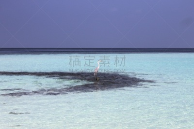 阿里环礁,灰色苍鹭,礁石,马尔代夫,分离着色,在上面,船,野生动物,云,印度洋