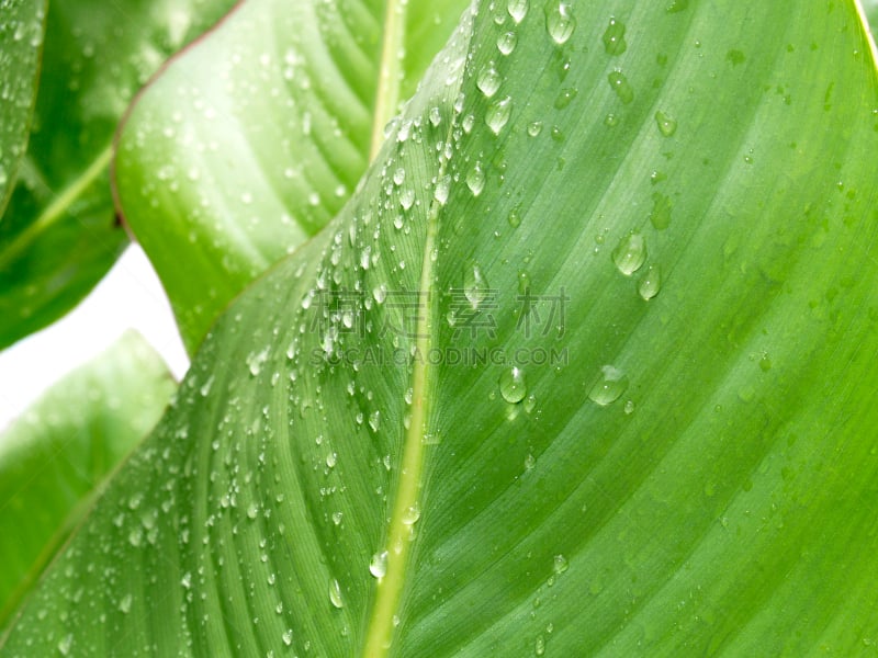 亚马逊雨林,亚马逊河,秘鲁亚马孙,亚马逊地区,亚马孙洲,南美,水平画幅,无人,湿,热带雨林