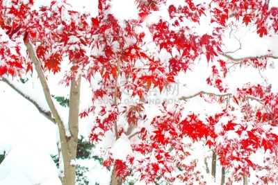 秋天,粉末状雪,水平画幅,雪,无人,葡萄树枫木,户外,北海道,镜头眩光,红色