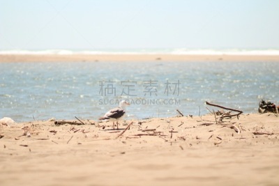 鲑鱼溪,宁静,海鸥,海滩,可爱的,旅途,灵感,野生动物,加利福尼亚,翅膀