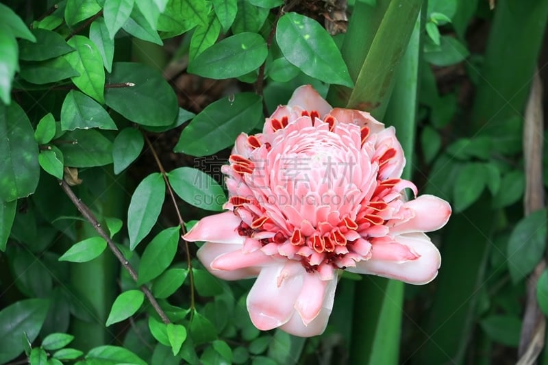 torch ginger,粉色,姜科,薄荷岛,菲律宾,家庭,当地著名景点,大丽花属,手电筒,蜡