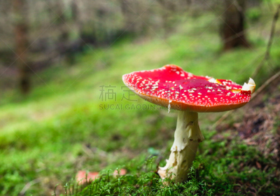 毒蝇菇,瓷样伞菇,橙色伞菌,伞形毒菌,毒蘑菇,蘑菇,水平画幅,无人,夏天,生物学