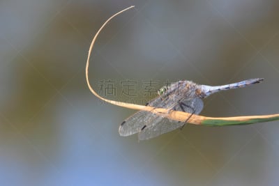 黄翅赤蜻,动物腹部,豆娘,自然,蜻蜓,水平画幅,蓝色,爪子,动物身体部位,节肢动物