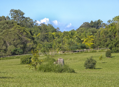 库兰达,田园风光,昆士兰州,鸡尾酒,北,阿瑟顿高地,天空,水平画幅,枝繁叶茂,山