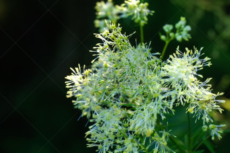 野花,唐松草,耧斗菜,明尼苏达,花序,水,水平画幅,夏天,特写,俄罗斯