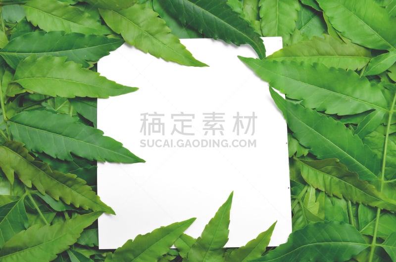 叶子,卡片,与众不同,音符,楝树,廊柱,模仿动物,花卉商,水平画幅,形状