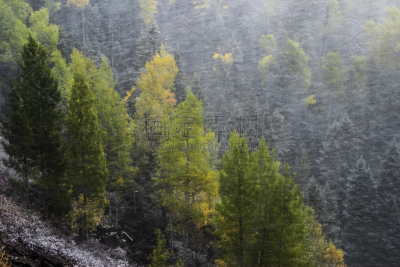 山,科罗拉多州,松木,森林,斯奈佛尔斯山脉,大风雪,暴风雨,水平画幅,雪,无人