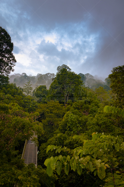 婆罗洲岛,雨林,塔,树冠,垂直画幅,斯比洛人猿保育中心,沙巴州,树梢,早晨,热带雨林