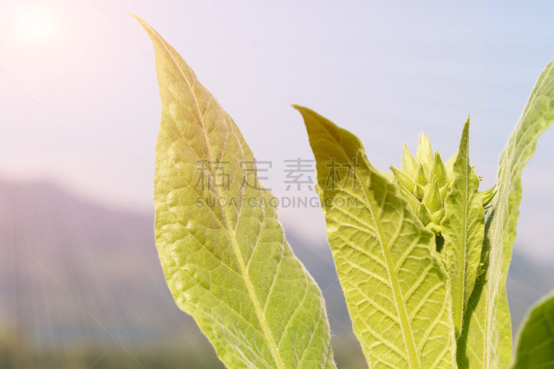 烟草,植物,花烟草,塔巴科恩,茄科,雪茄,尼古丁,自然,水平画幅,无人