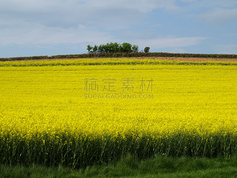 田地,黄色,天空,水平画幅,地形,无人,蓝色,户外,农作物,春天
