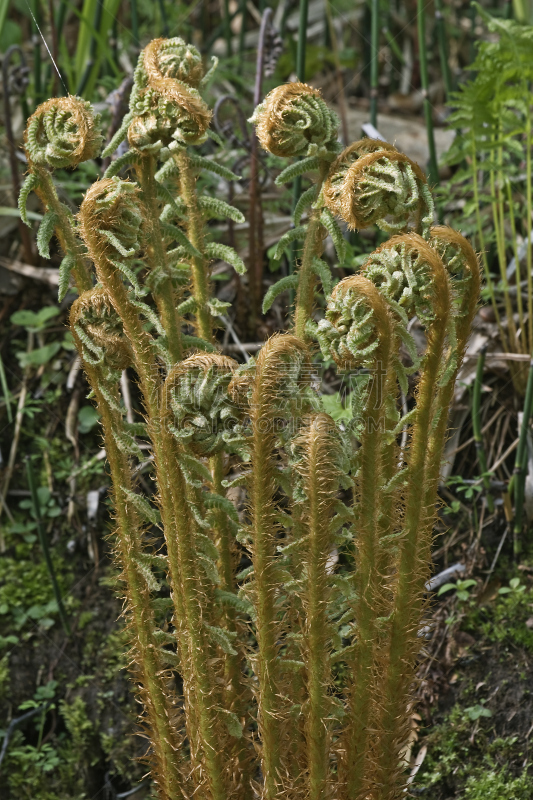 蕨类,茎,厚的,木制,自然,垂直画幅,鸵鸟 fern,鳞毛蕨科,无人,生物学