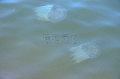 水母,河流,水,美,水平画幅,水下,热带气候,水生动植物,光,危险