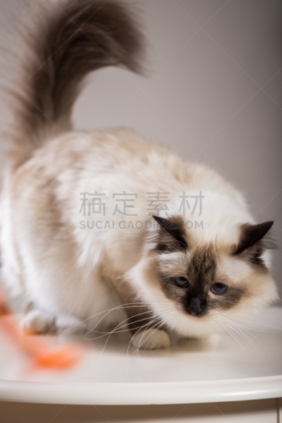 猫,灵性,室内,垂直画幅,正面视角,美,褐色,缅甸,俄罗斯人,外立面
