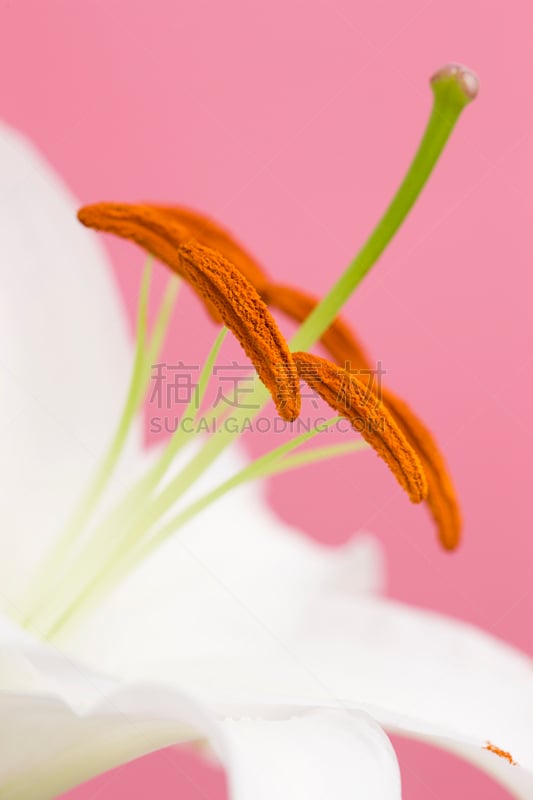 卡萨布兰卡,垂直画幅,无人,纯净,夏天,特写,百合花,粉色背景,影棚拍摄,彩色背景