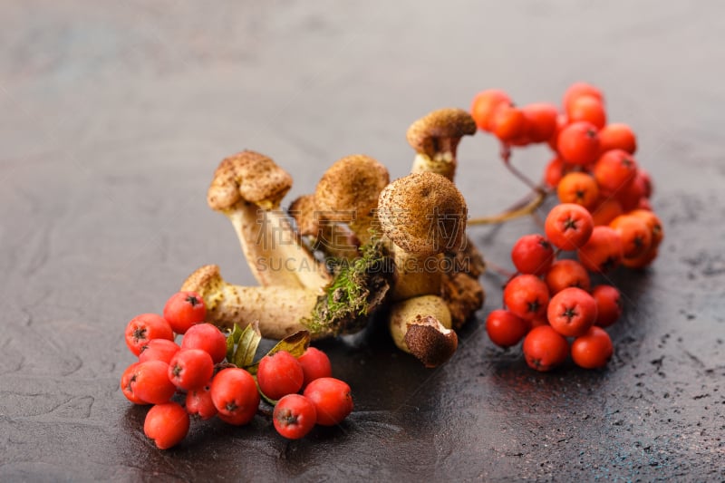 蘑菇,蜂蜜,美,褐色,水平画幅,素食,生食,组物体,乡村风格,浑天仪