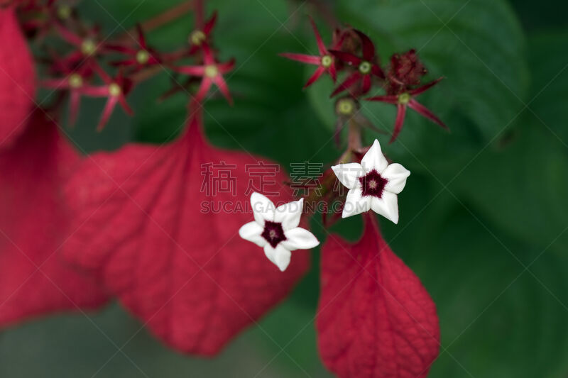 红色,阿散蒂,活力,自然,水平画幅,快乐,野外动物,特写,植物,灌木