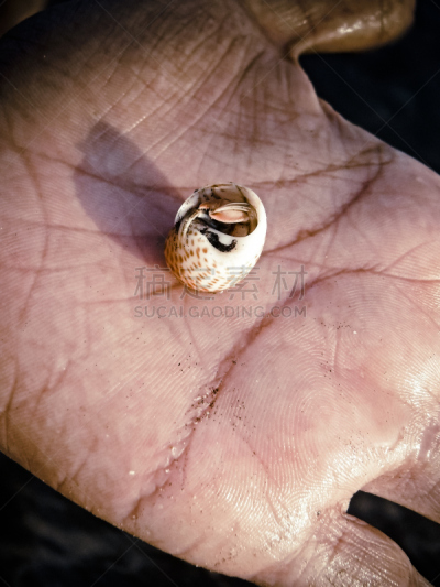 寄生蟹,手,性腺,马里亚纳群岛,寄生的,自然,垂直画幅,群岛,沙子,人